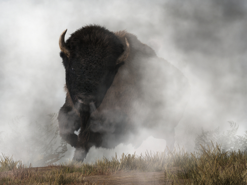 wild Buffalo in haze